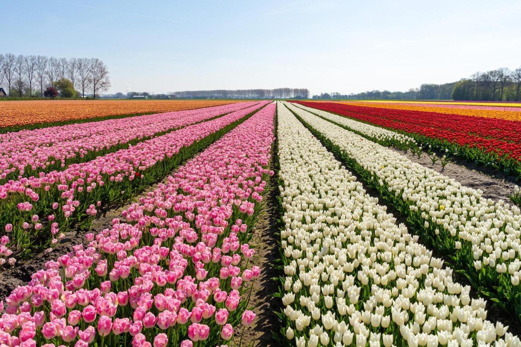 Vakantiehuis De Wilgenhof Wetering المظهر الخارجي الصورة